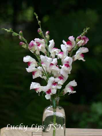 Antirrhinum majus Lucky Lips FSN -vase